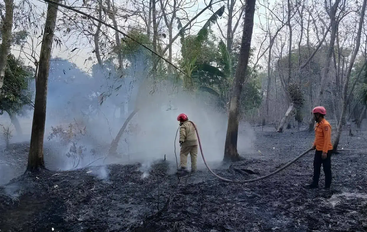 Pembakaran Daun Kering di Tengah Teriknya Kemarau Picu Kebakaran Lahan 4 Hektare di Kapas Bojonegoro